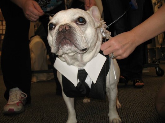 Custom made wedding vest for dogs!
