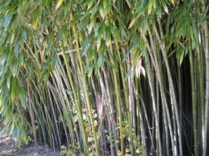 Bamboo Grove in South Carolina